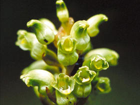crude_drug_230201_oninoyagara_1.jpg