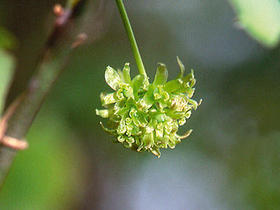 crude_drug_230401_sarutoriibara_1.jpg