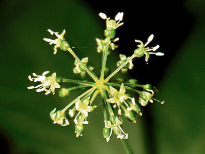crude_drug_250601_tochibaninjin_1.png