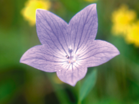 crude_drug_250901_kikyou__1.png