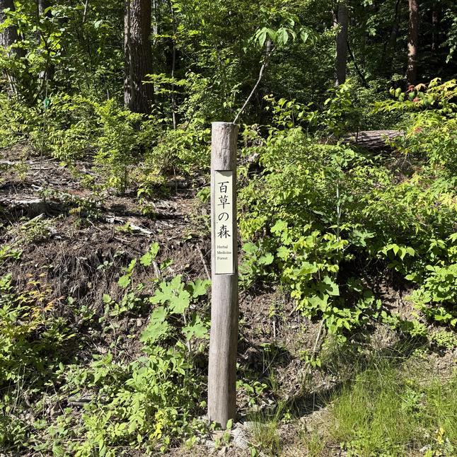crude_drug_260601_hyakuso_forest1.jpeg