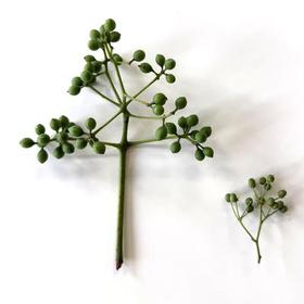 crude_drug_260701_kihada_fruits_1.jpeg