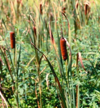 73-A_page.jpg