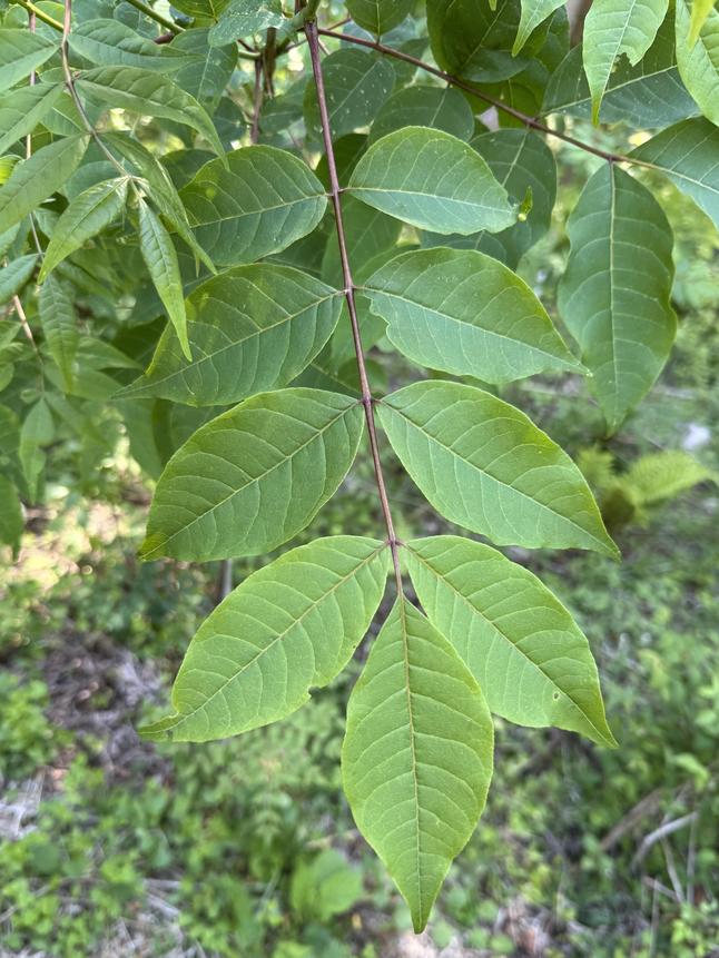 crude_drug_260831_kihada_leaves1.jpeg
