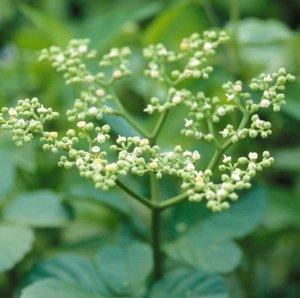 野葡萄3