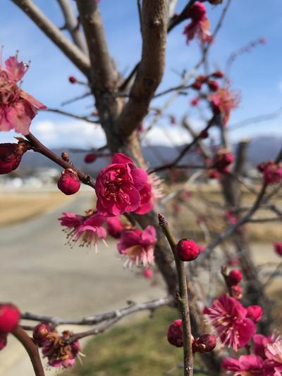 梅の花