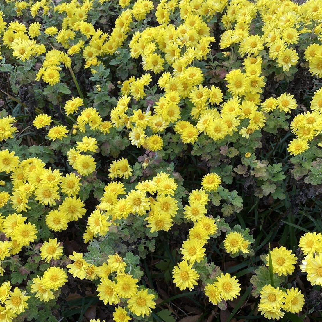 crude_drug_241201_yellowflowers.JPG