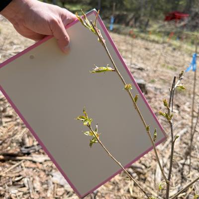 crude_drug_250501_sakura.jpg