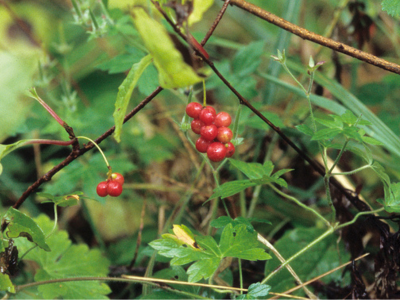 crude_drug_250501_tyousengomisi_2.png