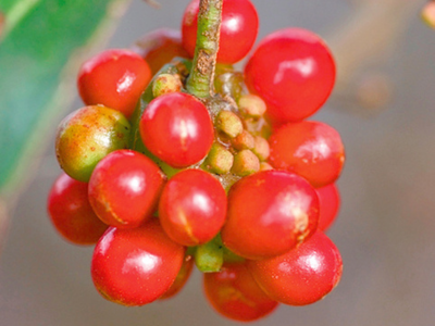 crude_drug_250501_tyousengomisi_3.png