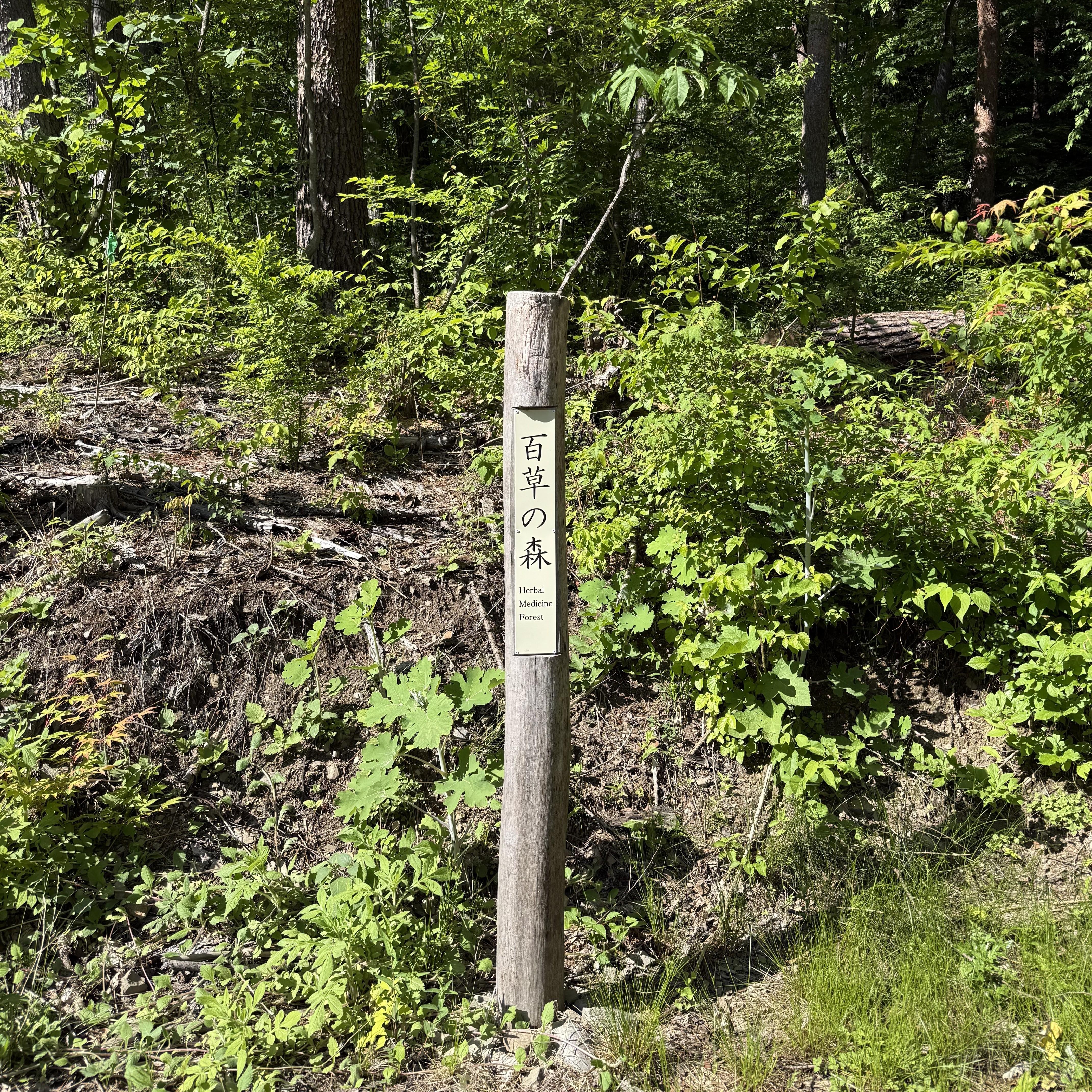crude_drug_260601_hyakuso_forest1.jpeg
