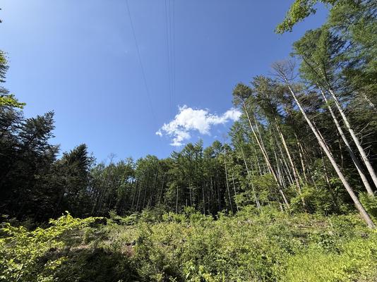 crude_drug_260601_hyakuso_forest3.jpeg