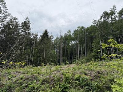 crude_drug_260601_hyakuso_forest_3.JPG