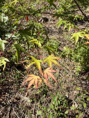 crude_drug_260601_momiji.jpeg