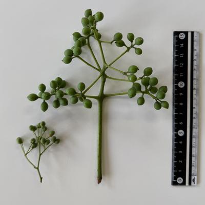 crude_drug_260701_kihada_fruits_0.jpeg
