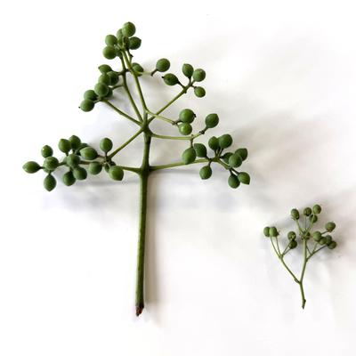 crude_drug_260701_kihada_fruits_1.jpeg