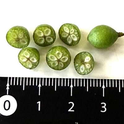 crude_drug_260701_kihada_fruits_3.jpeg