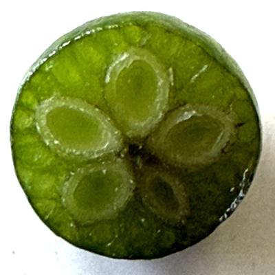 crude_drug_260701_kihada_fruits_4.jpeg