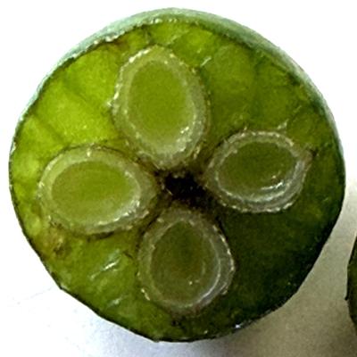 crude_drug_260701_kihada_fruits_5.jpeg