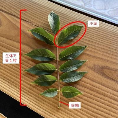 crude_drug_260831_kihada_leaves.jpg
