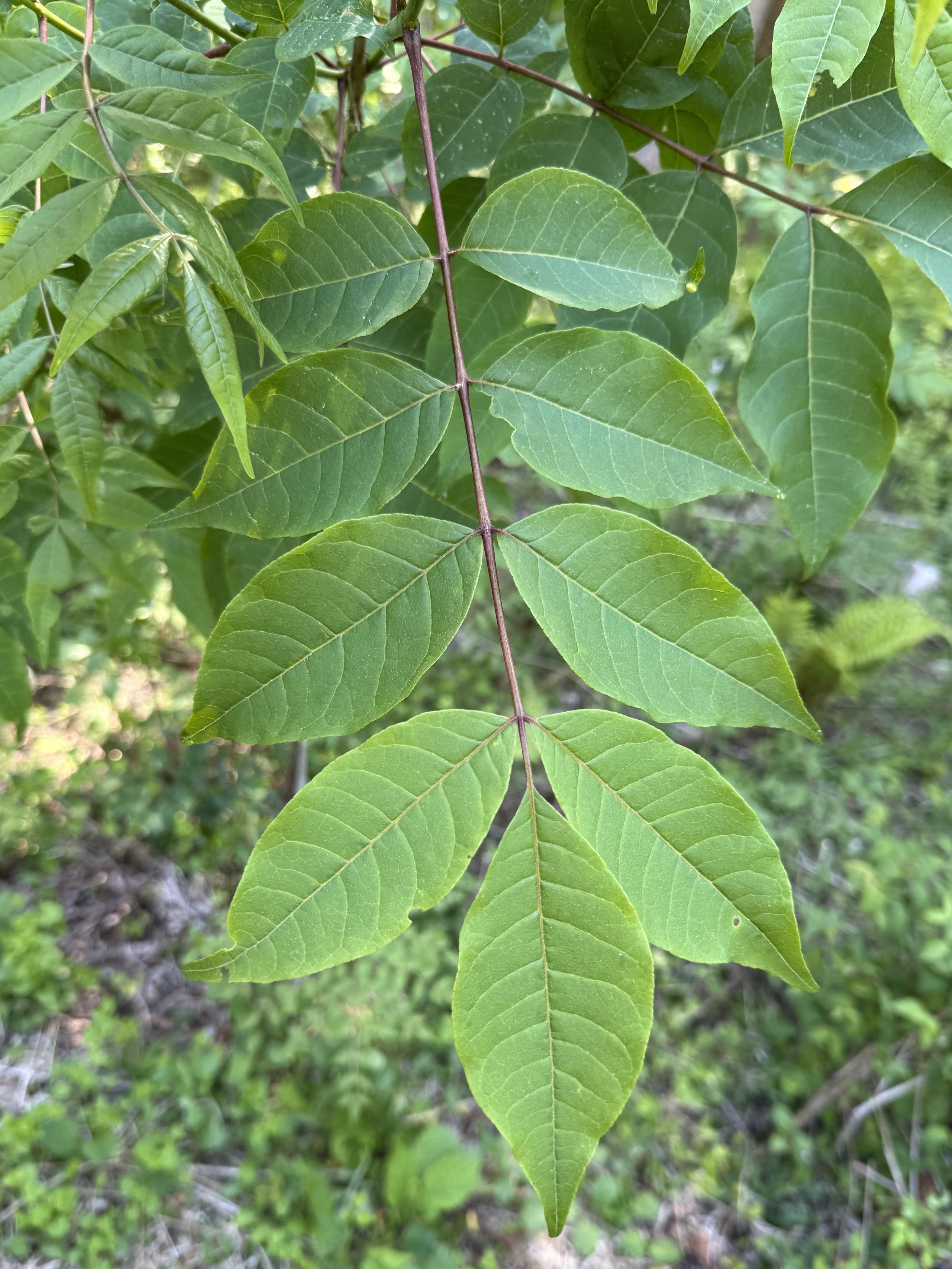 crude_drug_260831_kihada_leaves1.jpeg