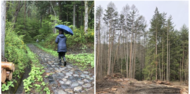 hino_blog_250601_3_kihada.png(キハダ植樹　2025年　～③樹種の選定～)
