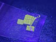 hino_blog_250701_kihada_blacklight.jpg(キハダの特別な輝き～百草が光る！～)