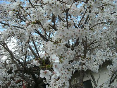 GEDC0850-1.jpg(満開の桜)