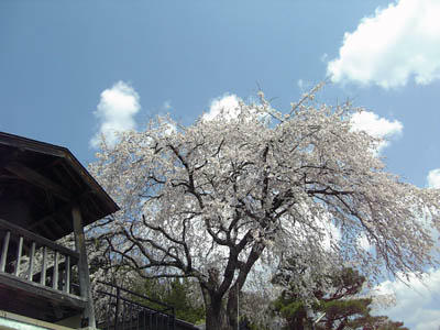 Otakiche.jpg(王滝の桜（２）)