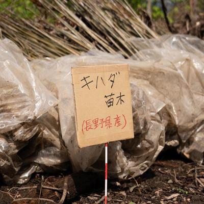hino_blog_250601_kihada.jpg(キハダ植樹 2025年 ~②今年の植樹法~)