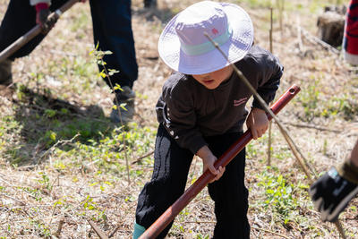 hino_blog_260518_kihada_planting4.jpg