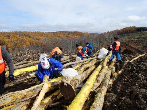 numata_small.jpg(三井物産の森 沼田山林のキハダを用いた日野百草丸づくり)