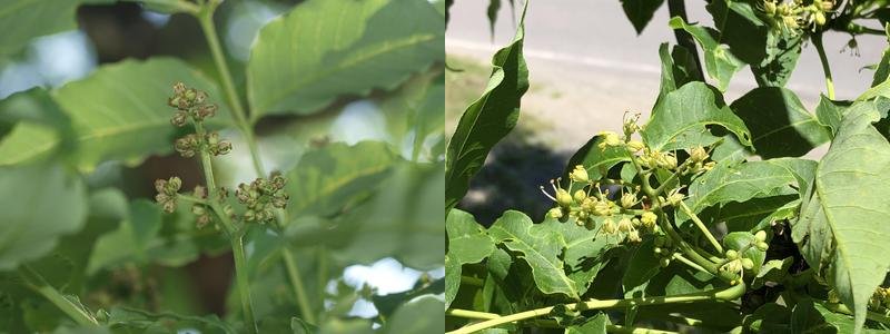 キハダの雌花（左）と雄花(右)