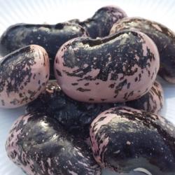 【乾燥豆】豆とりどり 紫花豆