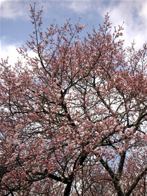 三岳の桜