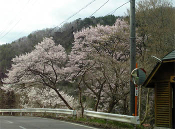 三岳の桜２