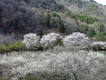 三岳の桜と梅