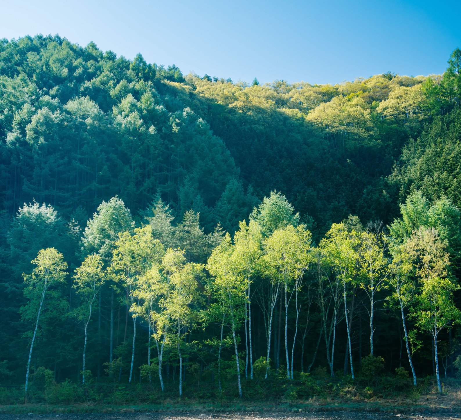 信州木曽の自然